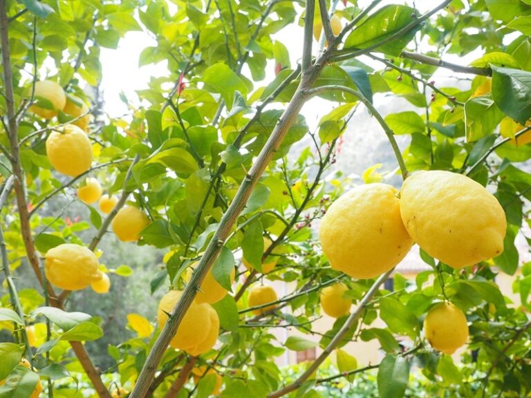 Citrus Black Sport. Al porto di Catania sventato pericolo di macchia nera degli agrumi