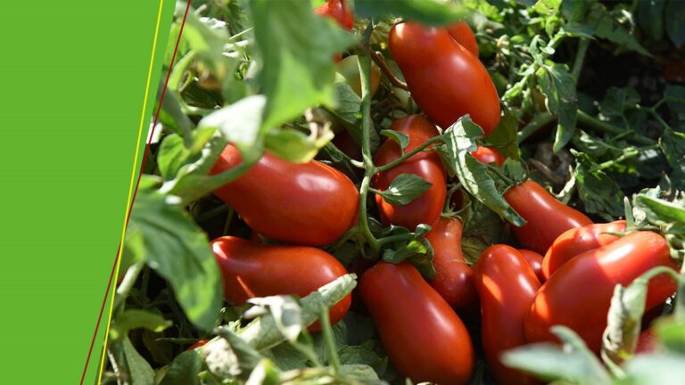 Bayer Crop Science Italia, nuove brochure Linea Difesa Orticole