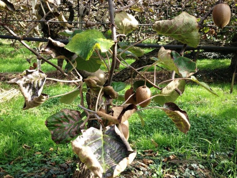 Moria del kiwi. Crea, gestione del suolo e alte temperature fra i possibili fattori scatenanti