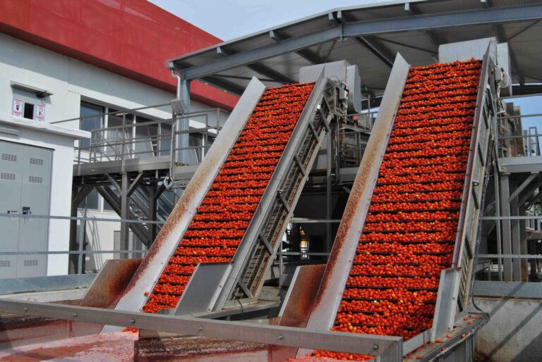 Pomodoro Nord Italia. Lavorate 2.741.982 tonnellate nel 2020, «Rispettata la programmazione produttiva»