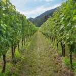 Vinitaly