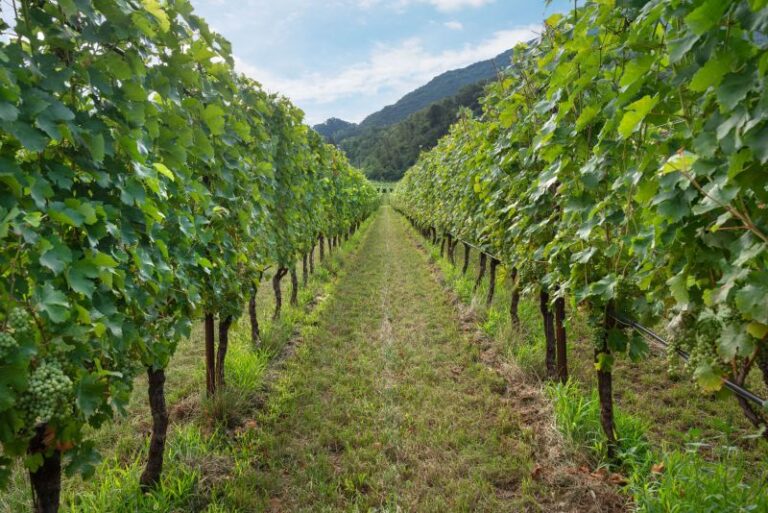 Senza l’acqua non si fa neanche il vino. Berni (Cia Toscana): “Servono invasi: solo il 9% dell’agricoltura toscana è irrigato. E con i cambiamenti climatici emergenza idrica anche per vite e olivo”