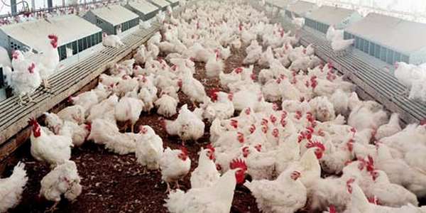 Qualità e sicurezza alimentare, parola d’ordine per l’avicoltura italiana. Residui di antibiotici vicini allo zero