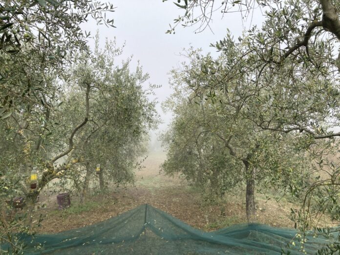 olivi agricultura