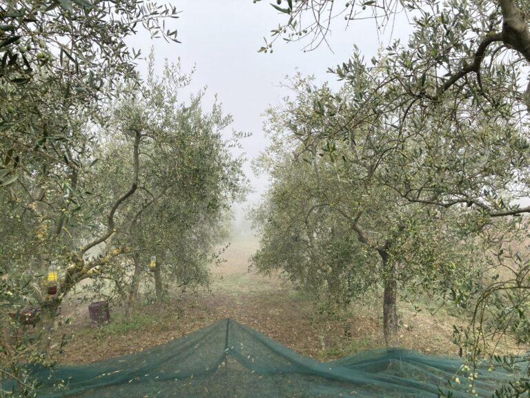 olivi agricultura