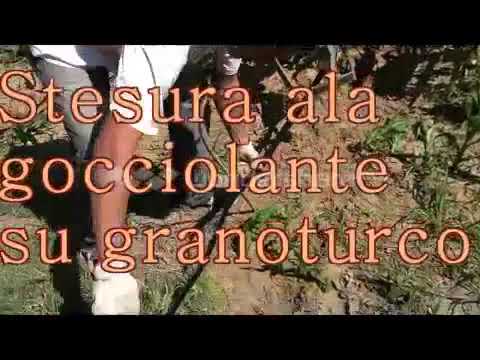 Irrigazione a goccia per la coltivazione del mais. Le proposte di Scarabelli Irrigazione