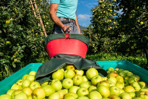 Mele, con il caldo via alla raccolta per 2,1 mld di kg. Coldiretti: è il frutto più richiesto