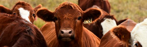 Macellazione dei bovini. Da EFSA la valutazione dei problemi di benessere