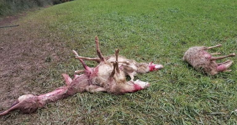 Predatori, emergenza continua. Assalti a greggi in Maremma, Cia Toscana: «Situazione fuori controllo, servono interventi urgenti e risolutivi»