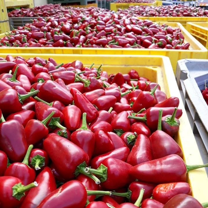 Peperoncino piccante. Analisi Cia: import Cina a prezzi stracciati (1/5 in meno) stritola il Made in Italy