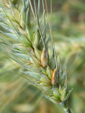Le piante più alte si ammalano meno. Dal germoplasma importanti novità sulla tolleranza del frumento duro a Fusarium