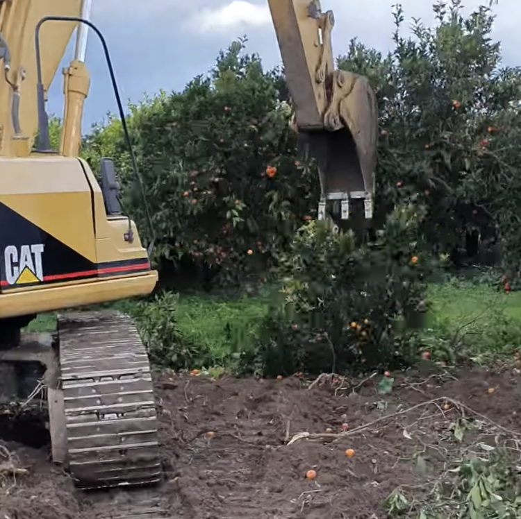 Clementine sottopagate e strangolate da concorrenza di Spagna e Marocco. VIDEO: nella Piana di Gioia Tauro i produttori estirpano le piante