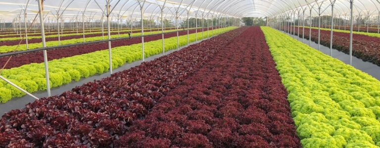 Effetti del Covid. Insalata, crolla l’export con la chiusura della ristorazione