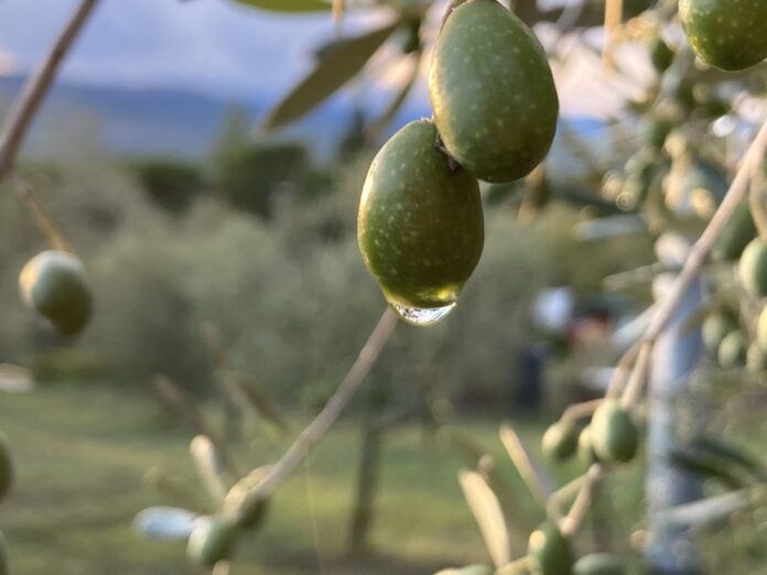 olive_olio_agricultura
