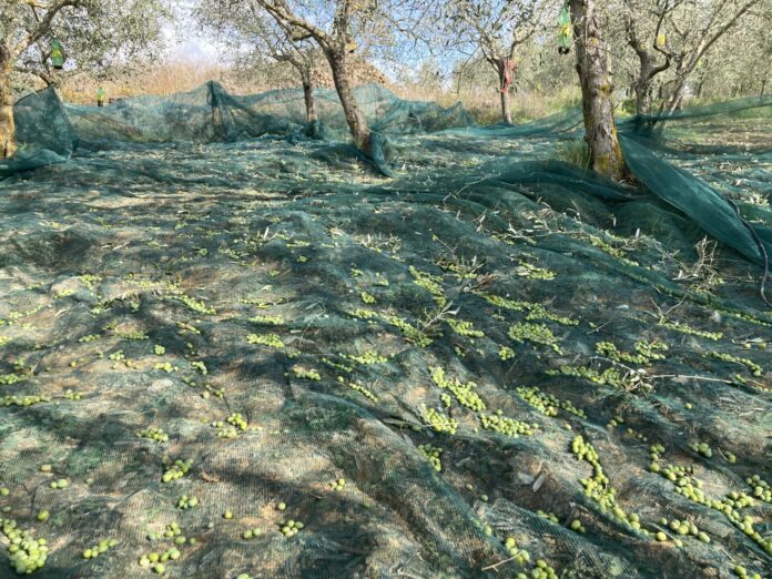 olive_raccolta_agricultur