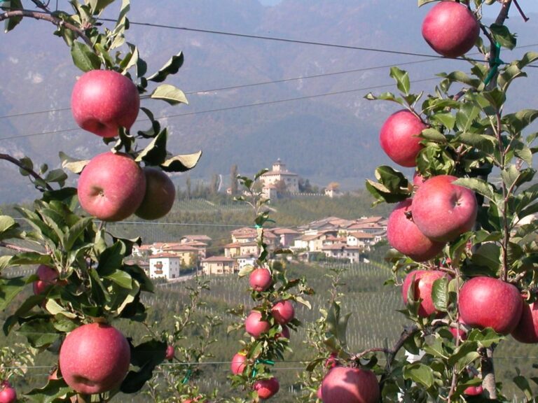 Timac Agro alla ricerca di professionisti in melicoltura