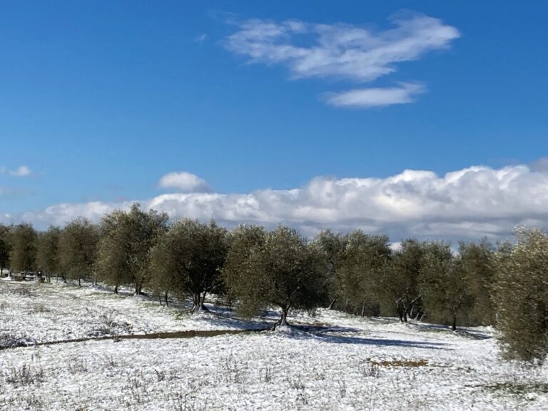 Inverno troppo caldo. Senza neve soffrono campagne e turismo