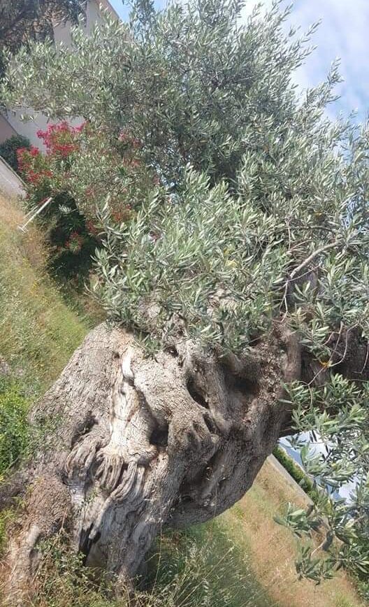 Olivicoltura lucana alla riscossa. L’olio extravergine ambasciatore di qualità nel mondo