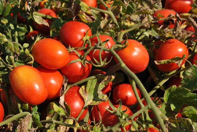 Pomodoro da industria Centro Sud: rappresentanza agricola dell’OI: Regole certe e sostegno immediato per stabilità filiera