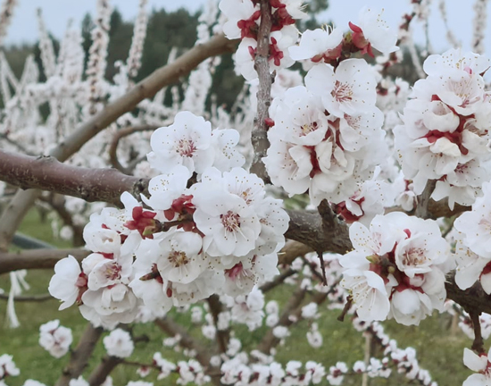 Gelate primaverili: frutta ko in Emilia Romagna. Temperature dei giorni scorsi hanno raggiunto 5 gradi sotto zero