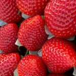 frgola