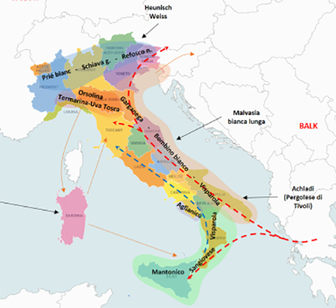 crea_vitigni