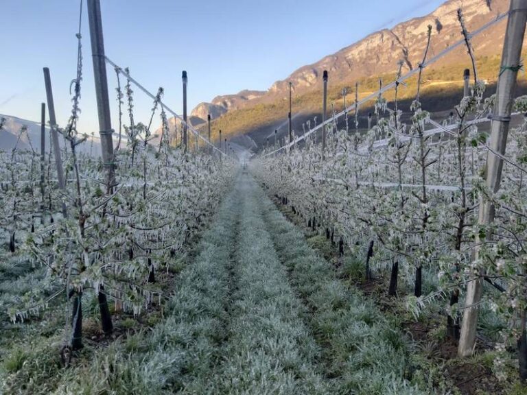 Gelate, ciliegio e melo le colture più colpite. FEM: Nelle due notti tra il 6 e l’8 aprile 41mila sms inviati da 40 stazioni meteo