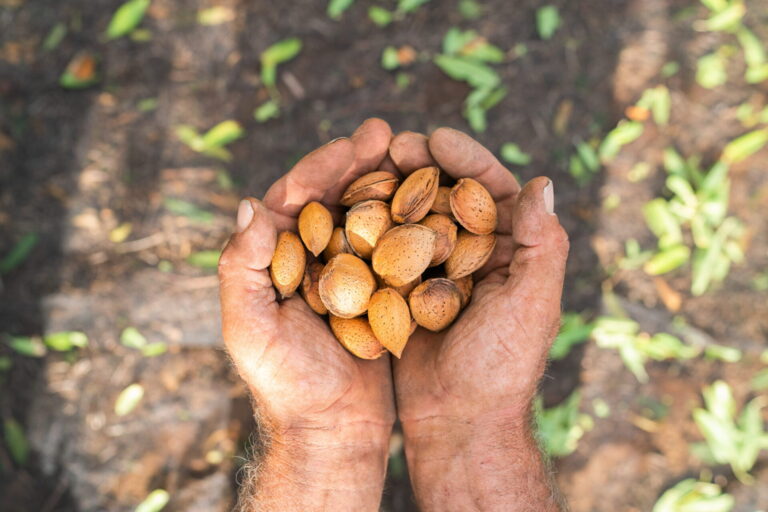 Il rilancio della mandorlicoltura in Puglia, settore che vale il 40% della produzione nazionale