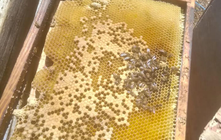 Il gelo ha fatto anche strage di api. Segnalazioni da Puglia e Toscana: dopo una calda primavera, ora calo delle produzioni