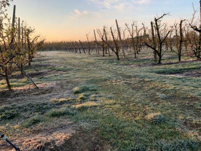 Gelo in Emilia Romagna, danneggiate le eccellenze agricole e vitivinicole. Addio ciliegia di Vignola