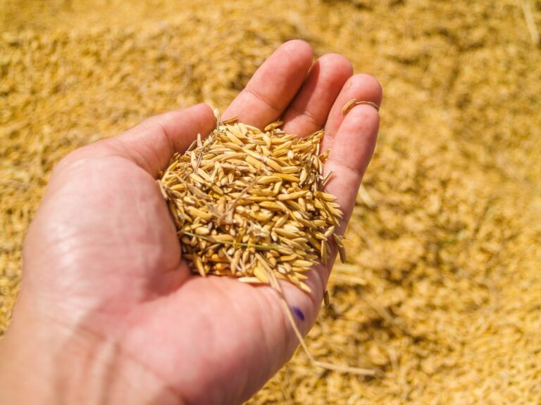 Wold Pasta Day: Cia, più sostegno al grano duro Made in Italy. No allarme rincari al consumo