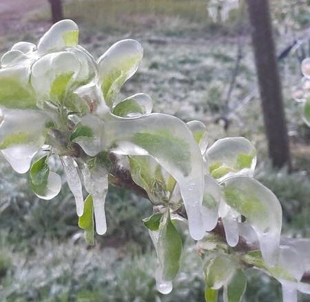 Toscana, avviata procedura per accedere ai risarcimenti per danni da gelate del 7 e 8 aprile