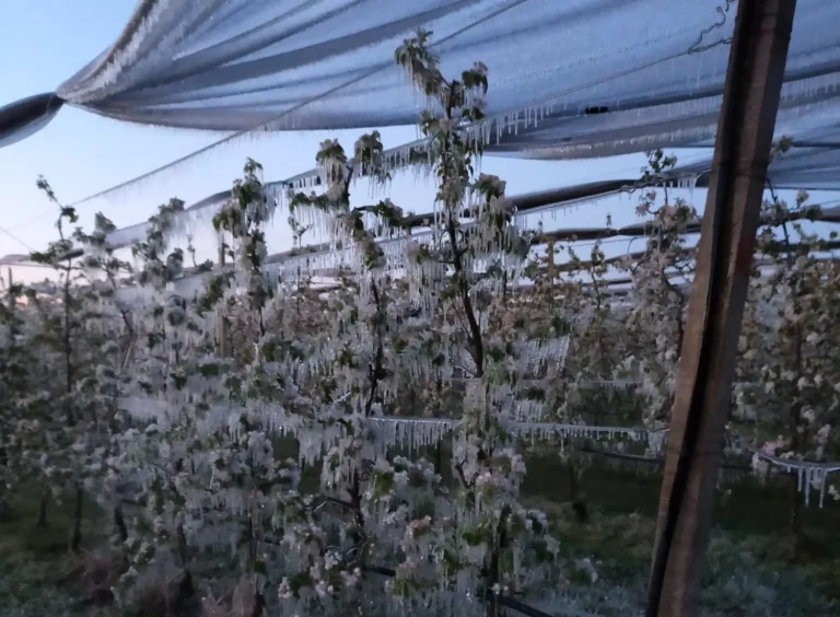 Alluvione e gelate. Confagricoltura Emilia Romagna: Due anni di ritardi nella liquidazione indennizzi Agricat 2023. Pagamenti sospesi per pera e kiwi