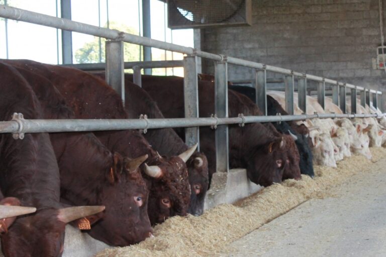 Allevamenti. Gallinella (M5S): il Mipaaf prosegue lavoro su benessere animale