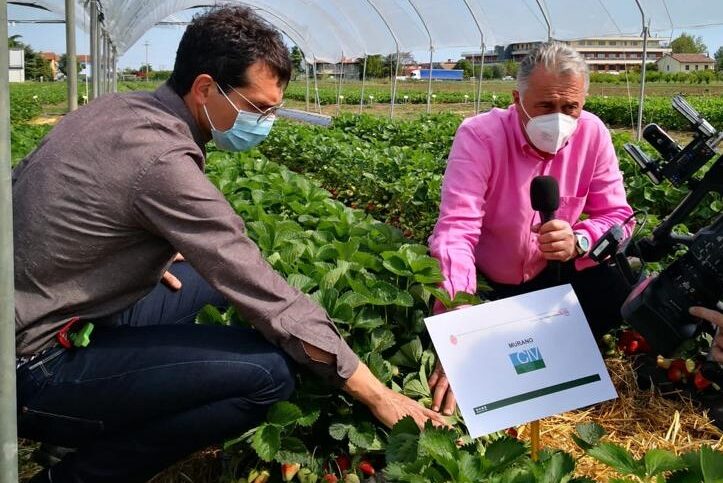 Fragole CIV in vetrina alla nona edizione del Simposio Internazionale della fragola ISS 2021