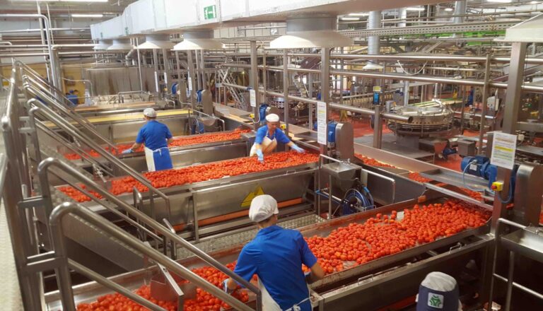 Pomodoro toscano. Conserve Italia: campagna record da 72 mila tonnellate, prevista assunzione per 250 stagionali