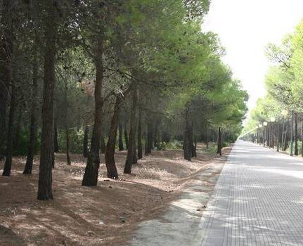 Alberi Monumentali, l’elenco nazionale sale a 3.662. Mipaaf: 115 nuove iscrizioni da 7 regioni