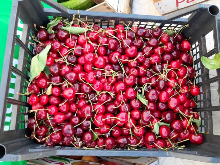 Ciliegie, forbice record: al supermercato costano 10-12 euro ma il produttore ne intasca soltanto 1