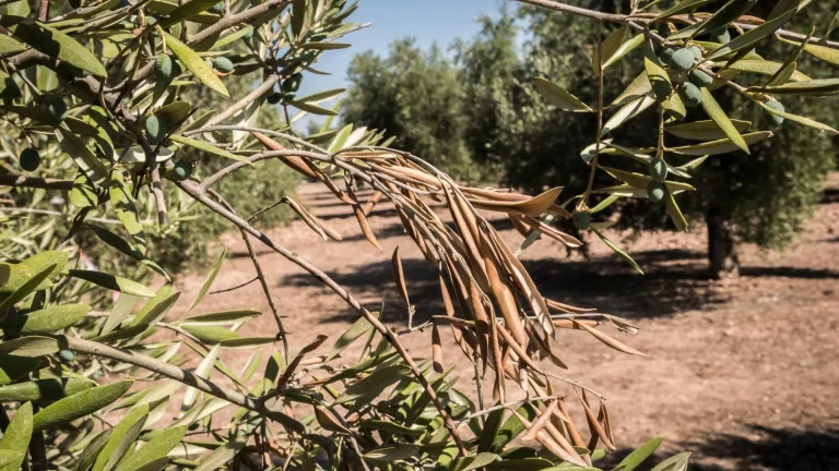 Xylella: nuovo focolaio in Puglia. La rabbia delle associazioni