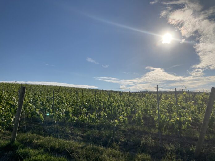 vigneto montepulciano paesaggio