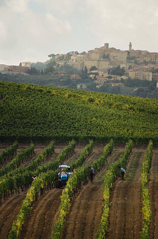 Vino Nobile di Montepulciano. I vigneti iscritti nel registro nazionale dei paesaggi rurali storici