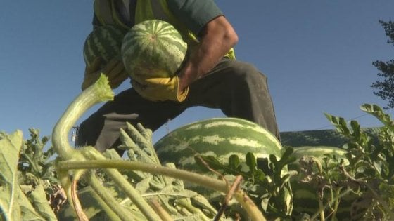 Ortofrutta. Cia Puglia: Bene il protocollo, difendiamo la redditività