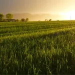 Molise