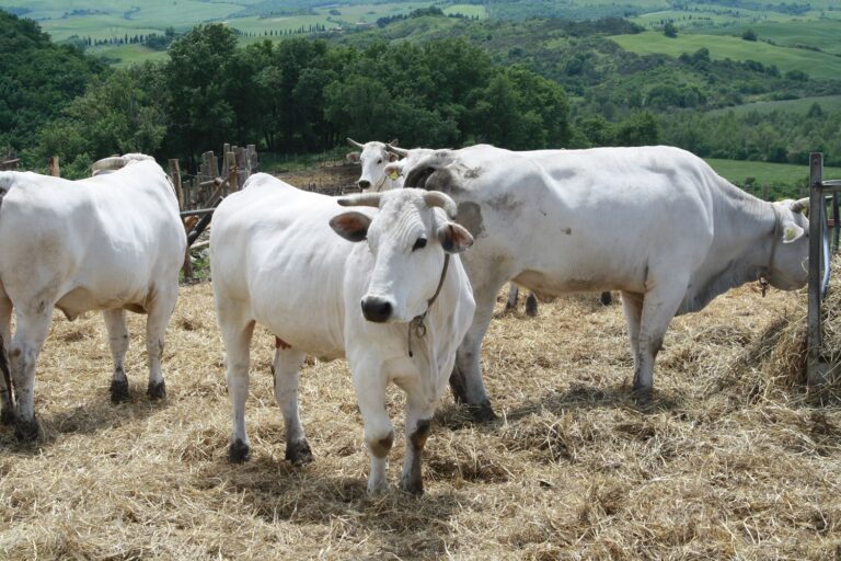 Vitellone Bianco dell’Appennino Centrale IGP: 25 candeline per la IGP e 20 per il Consorzio