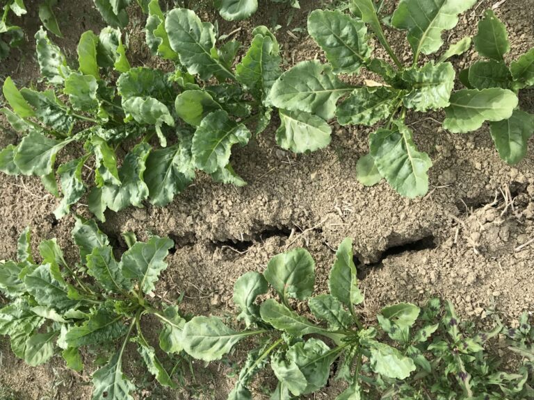 Siccità in Puglia. Bellomo (Lega): Mettere in esercizio gli impianti di affinamento, agricoltori non possono più aspettare