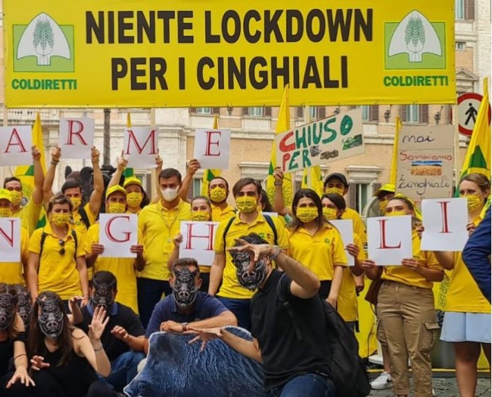 Effetti collaterali del Covid: 2,3 mln di cinghiali assediano città e campagne. Il grido di allarme di Coldiretti