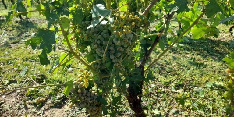 Maltempo. Nel Nord della Sardegna la grandine rovina l’80% del raccolto di uva