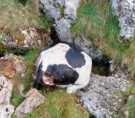 Il lupo attacca una mandria a Malga Mazze: uccise due manze