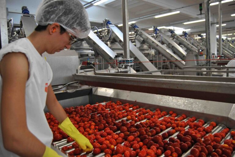 Campagna pomodoro 2024. OI al primo bilancio: basse rese, qualità da record, ma alti i costi