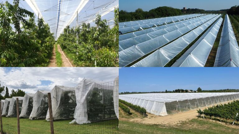 Frutticoltura protetta: convegno e area dinamica a Macfrut 2021, il 7 settembre